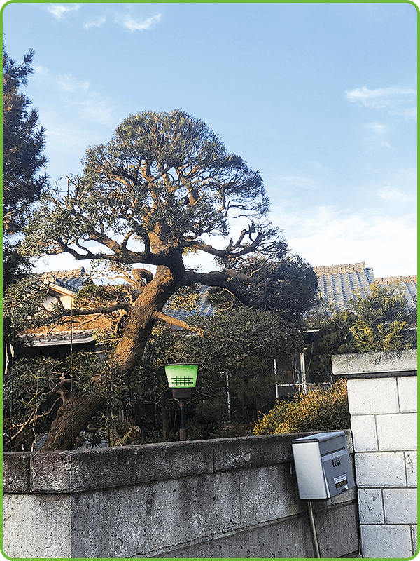 植木剪定 施工後